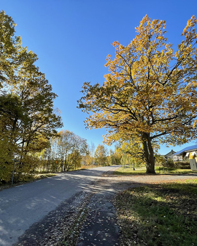 Höstfärger på Hyttavägen